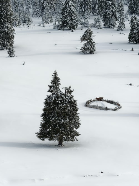 Woods + winter